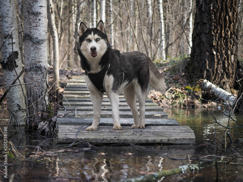 Dog breed husky. Portrait of a dog in the woods near the stream © kozorog