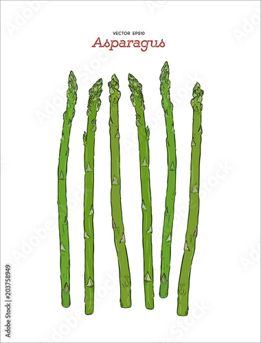 Hand drawn sketch style asparagus vector.