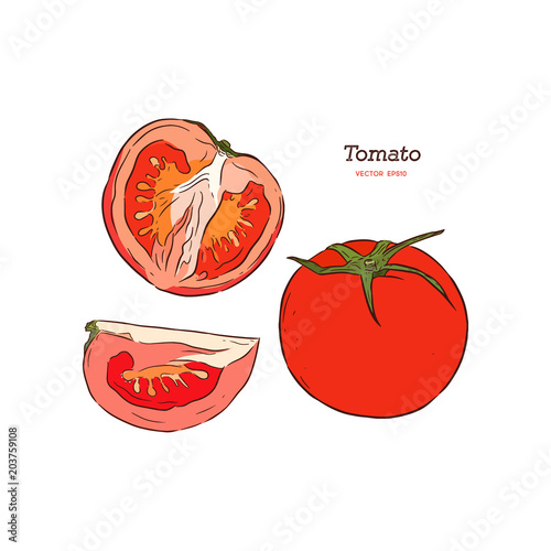 Tomato vector drawing. sliced piece.