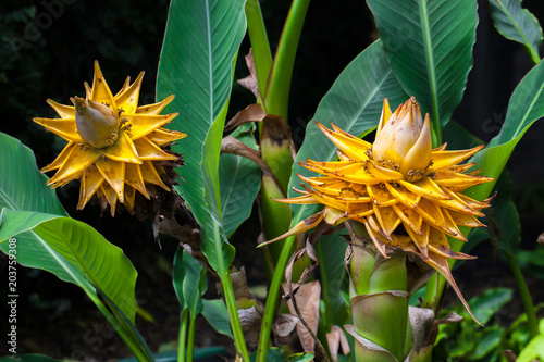 Golden Lotus Banana, Ensete lasiocarpum/ Chinese Dwarf Banana photo