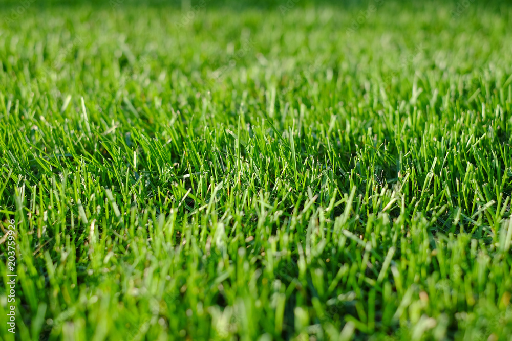 Green grass close-up. Freshly cut lawn (field) shot with selective focus. Green grass close-up. Freshly cut lawn (field) shot with selective focus.