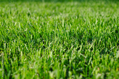 Green grass close-up. Freshly cut lawn (field) shot with selective focus.