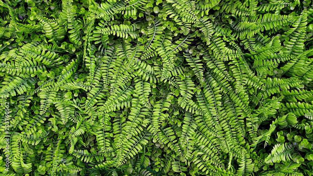 leaves green grass background and texture