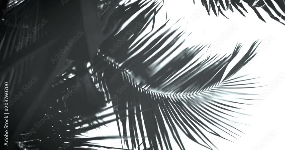 Tropical palm leaf shadow reflection on  water lake pond surface background , 4k dci resolution