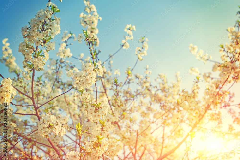 beautiful sunny background of blossoming cherry tree branches