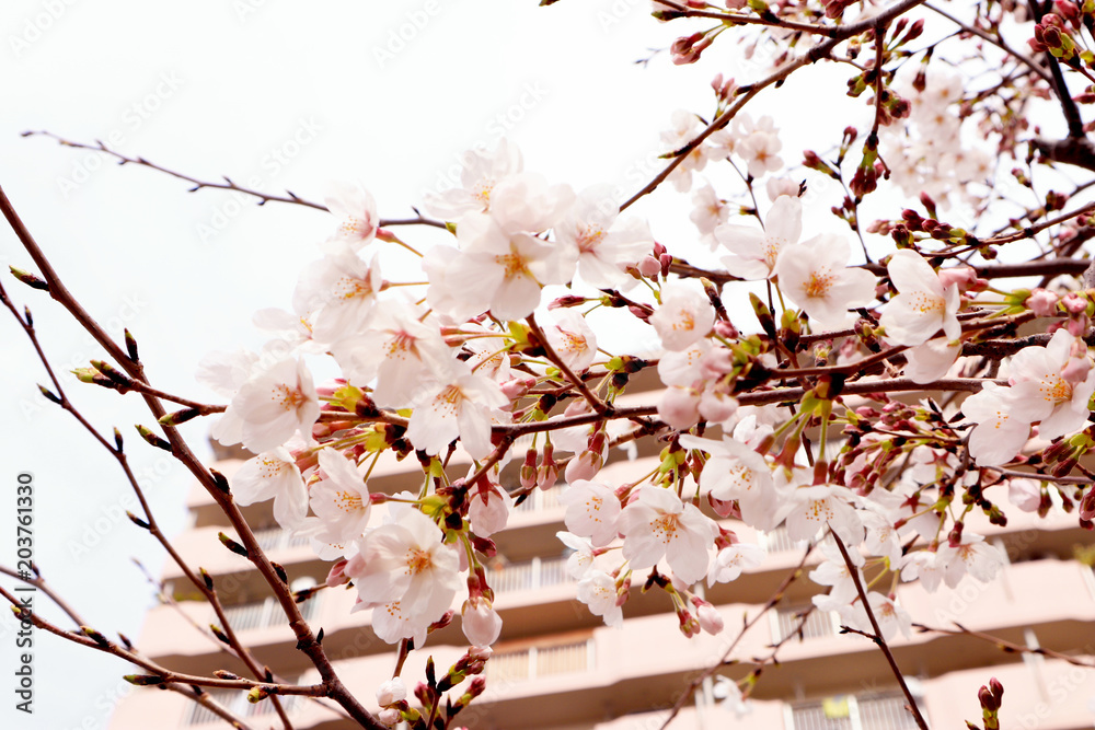 Blooming Cherry Blossom in Tokyo