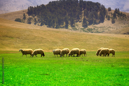 sheep flock to the mountain