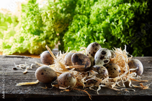 Quail eggs on old brown wooden surface with green blurred natural leaves background, selective focus, close-up