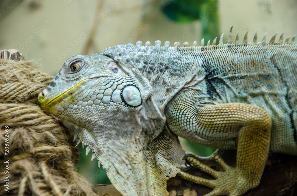 Fototapeta premium the iguana sits on a branch