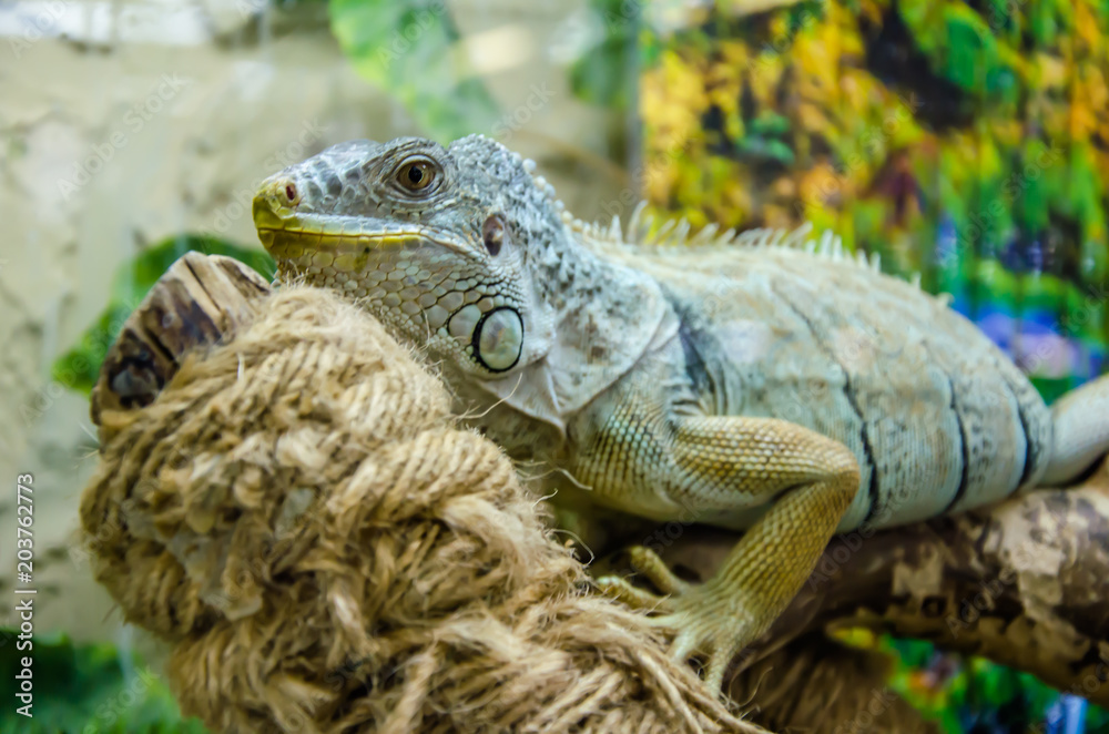 the iguana sits on a branch