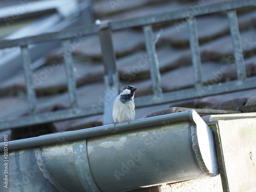 männlicher Sperling auf Dachrinne sitzend - male sparrow sitting on gutter photo