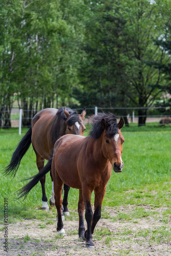 Two chestnut horses on pasture