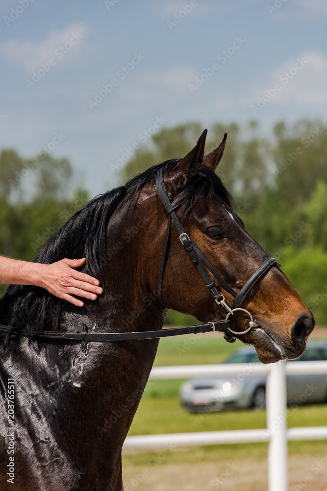 Jockey showing love for his race horse