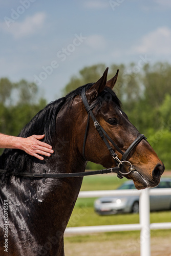 Jockey showing love for his race horse © marcin jucha