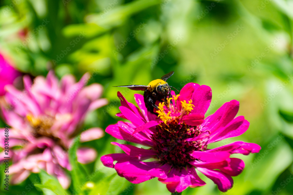 Wasp with pink flowers Wasp with pink flowers