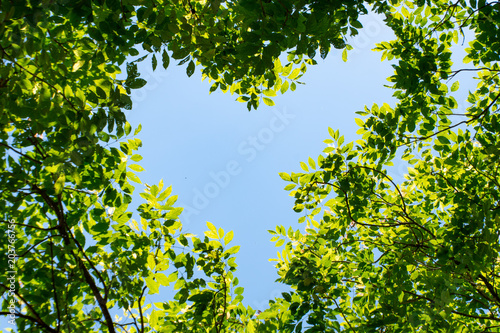 The nature of the sky and the trees are beautiful , With the tree around to see the sky a heart shape.