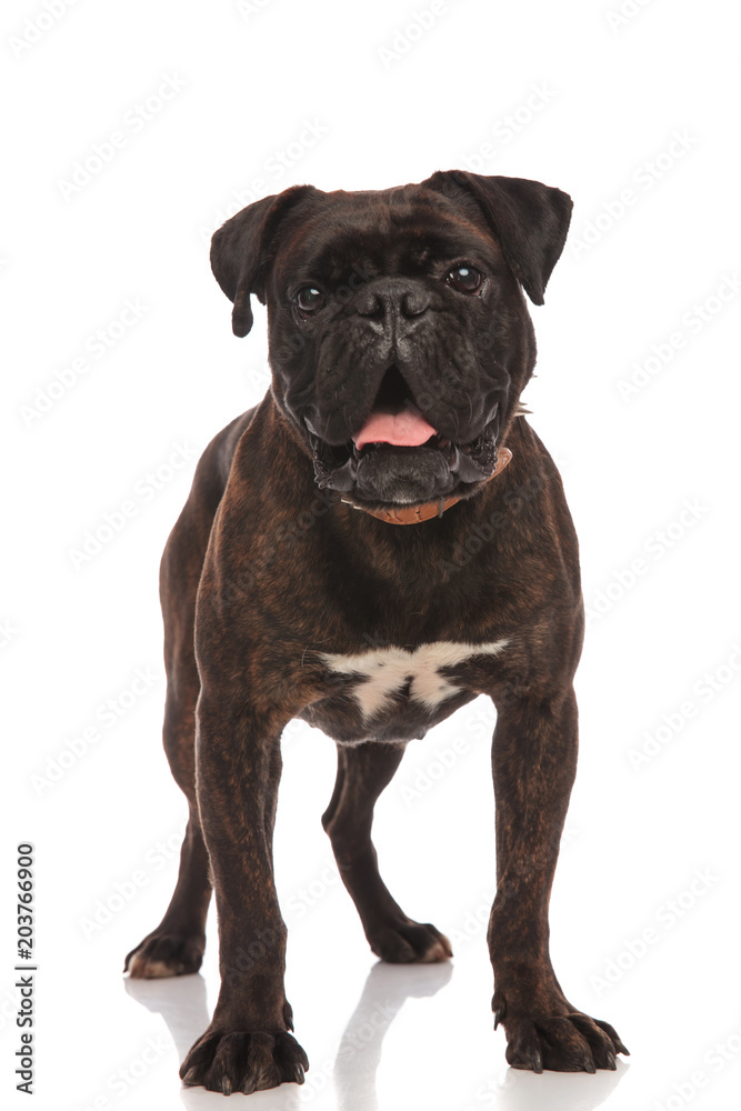 excited black boxer standing with mouth open