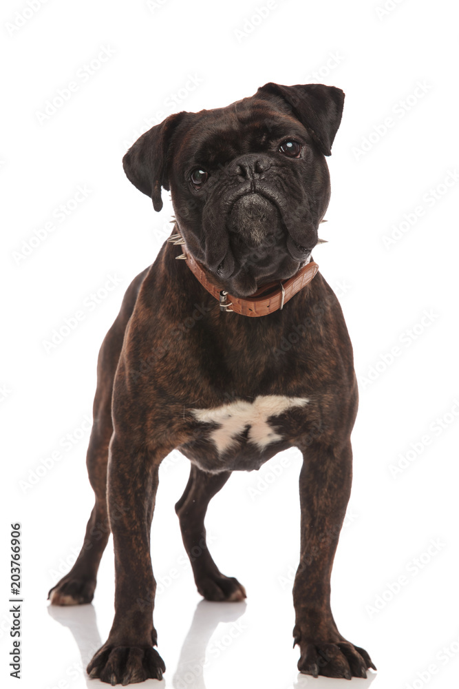 curious black boxer wearing a brown collar standing