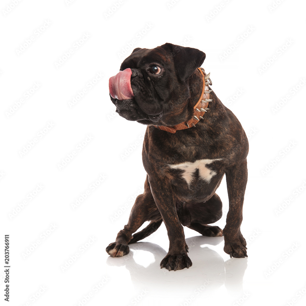 adorable seated boxer licking his nose looks to side adorable seated boxer licking his nose looks to side