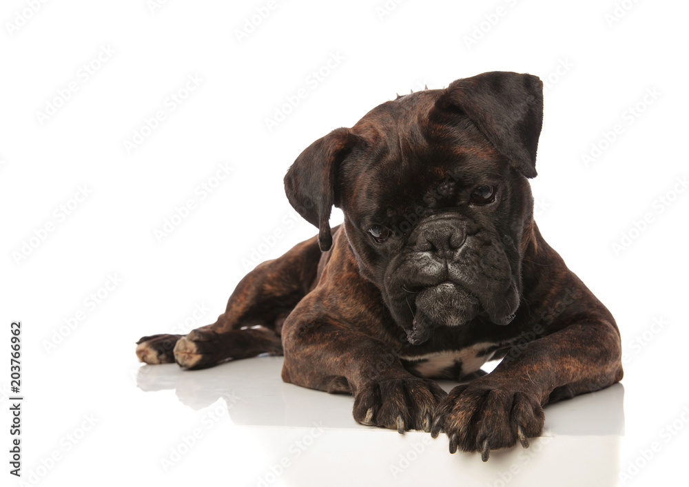 curious black boxer looks down while lying