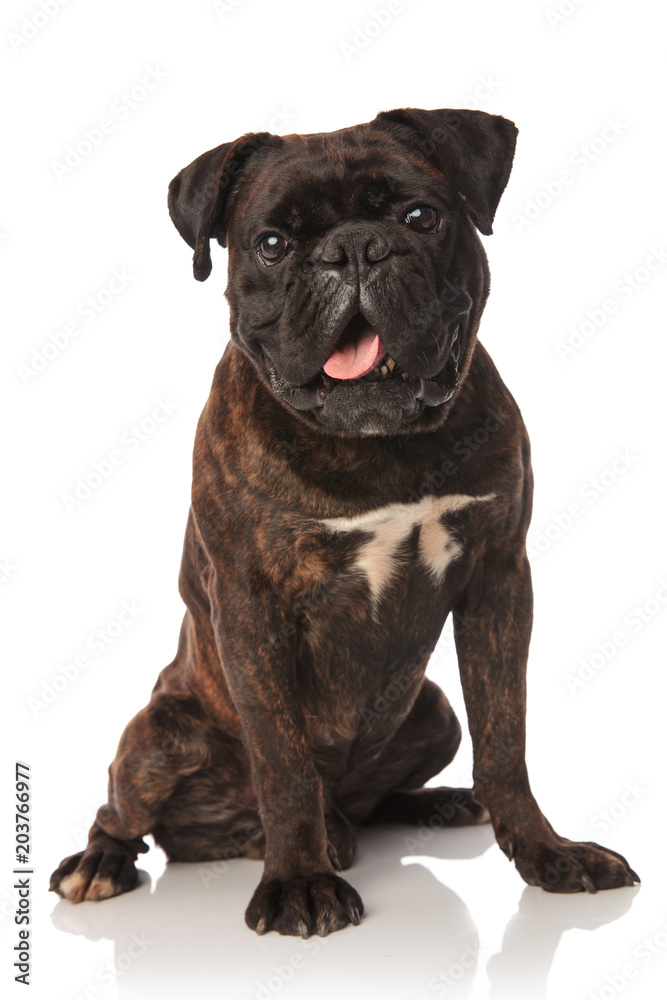 funny black boxer sitting with mouth open