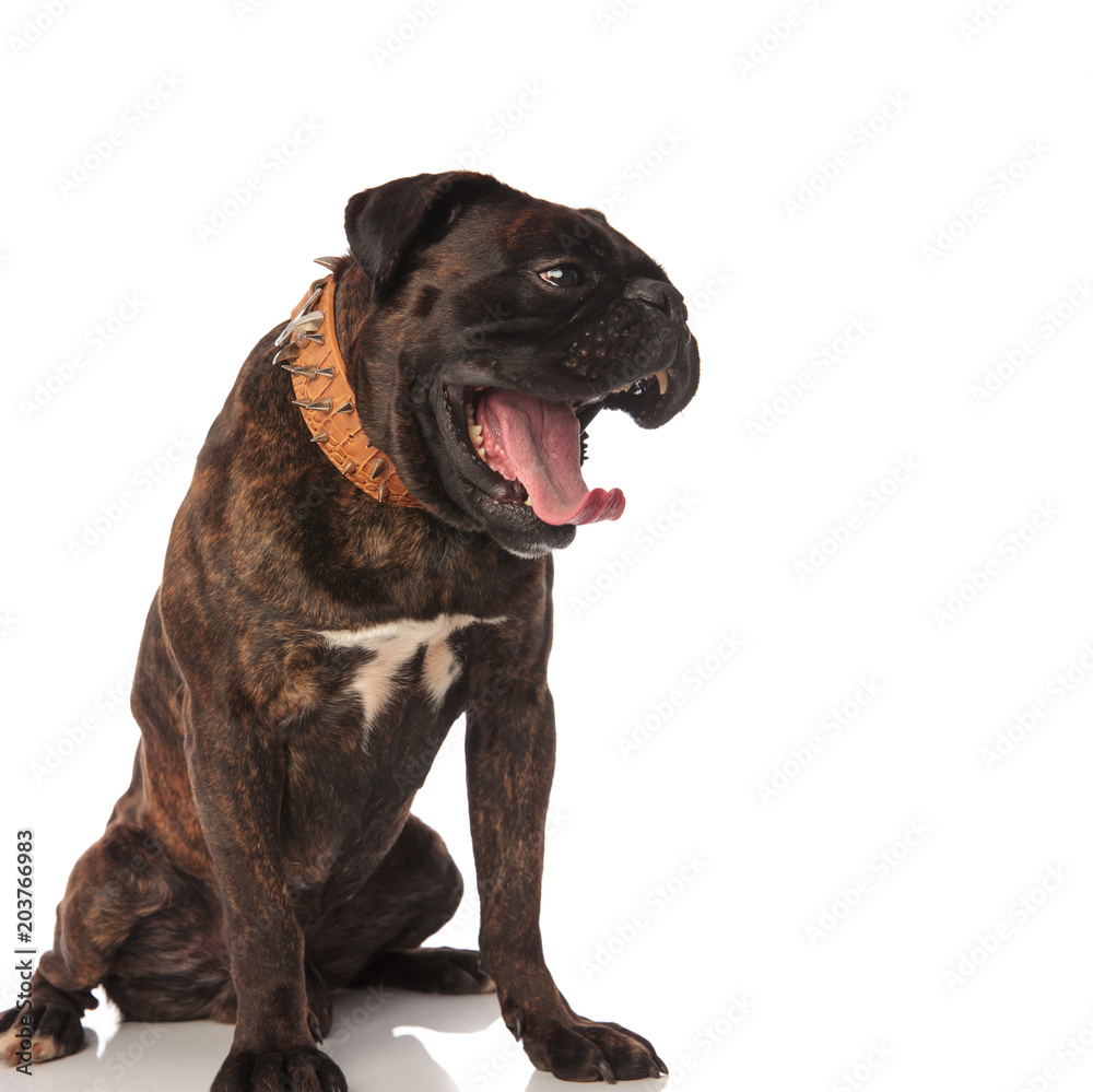 tired boxer with brown leather spiked collar yawns