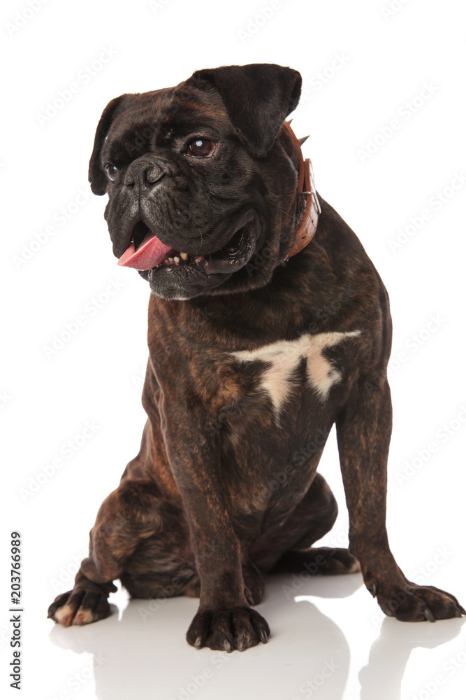 curious boxer panting and looking to side while seated curious boxer panting and looking to side while seated