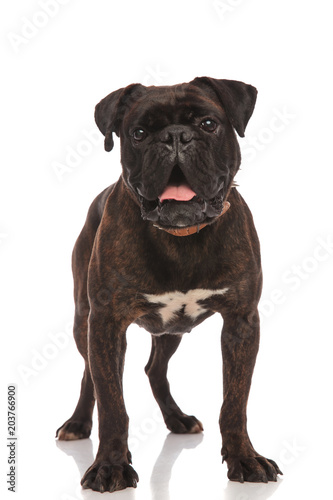 excited black boxer standing with mouth open © Viorel Sima