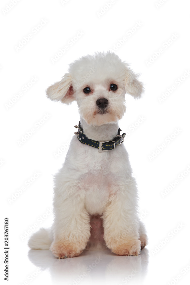 adorable seated bichon with spiked black collar