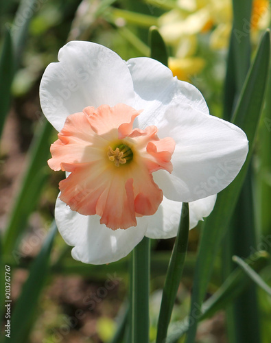 White-orange flower of Daffodil (Narcissus) cultivar Precocious from Large-cupped Group
