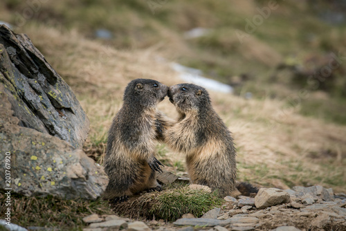 Wallpaper Mural marmotte  Torontodigital.ca