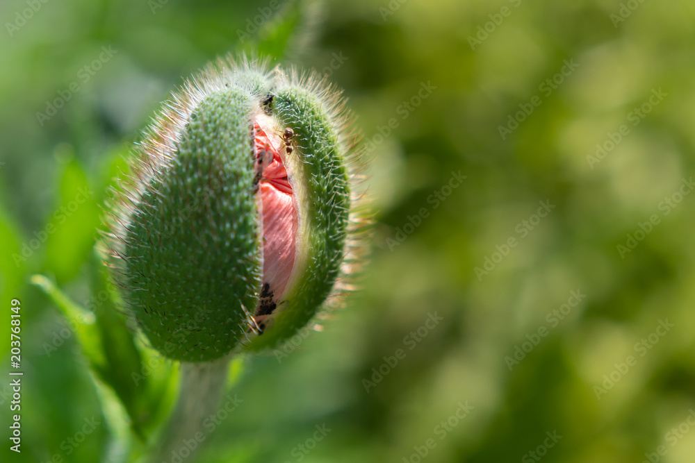 Schöne Mohn Blüte mit unscharfem grünem Hintergrund Schöne Mohn Blüte mit unscharfem grünem Hintergrund