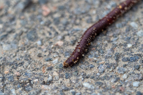 Macro shot of earthworm on asphalt from earthworm farm with copy space. The light make the rainworm skin Shine bright which make them look gorgeous, valuable, beautiful and so cute.