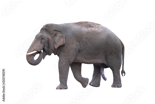An elephant in musth isolated on white background