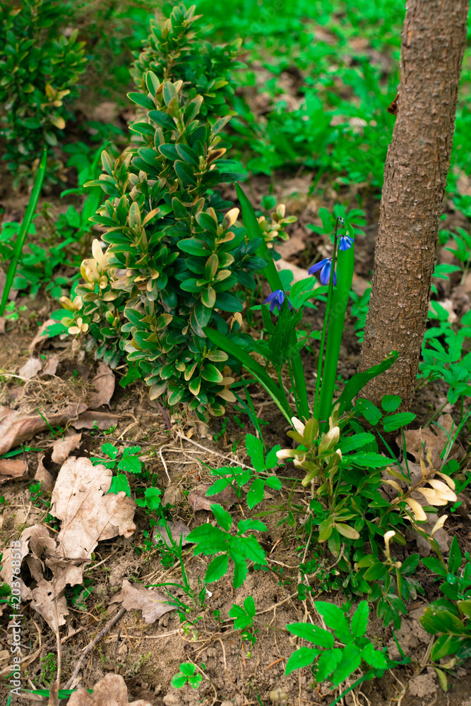 Blue Scilla siberica or siberian squill flowers. First spring flowers. Blue scilla flowers blooming in green grass in early spring Blue Scilla siberica or siberian squill flowers. First spring flowers. Blue scilla flowers blooming in green grass in early spring