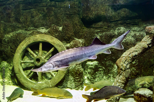 Alive sturgeon in the aquarium photo