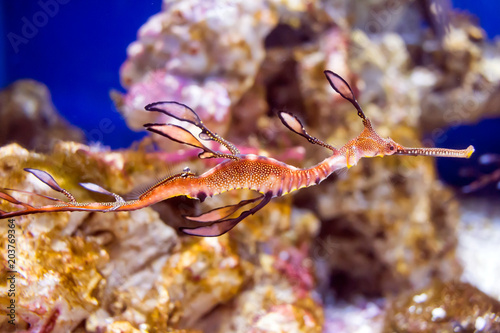 Strange and colorful seahorse
