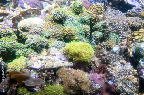 Photo of a tropical fish on a coral reef in aquarium