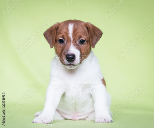 puppy jack russell terrier
