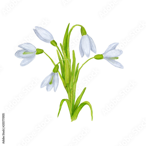 Hand drawn colorful snowdrops. Beautiful garden or forest spring plants in sketch style for design greeting card, package, textile. Cartoon illustration isolated on white background.