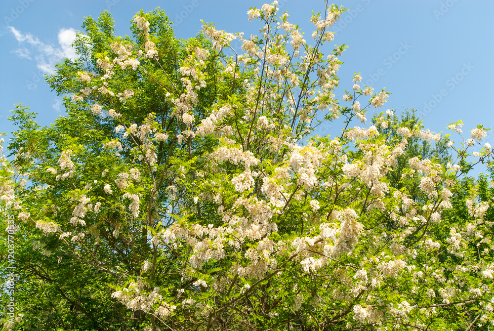 acacia trees full of beautiful blooming flowers