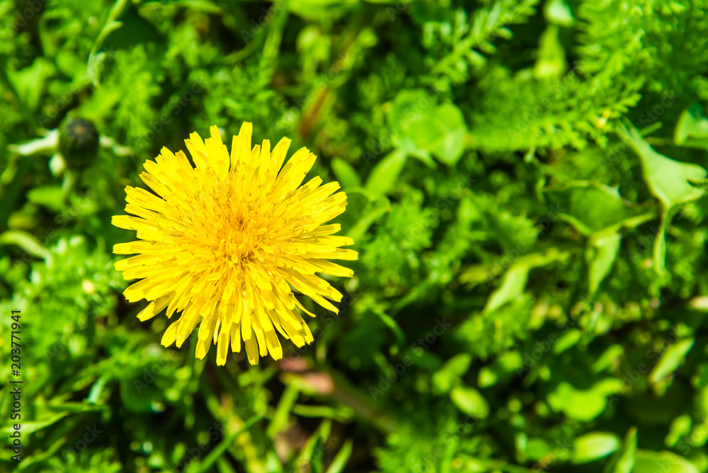 Beautiful blooming dandelion on a green field - top view close-up Beautiful blooming dandelion on a green field - top view close-up