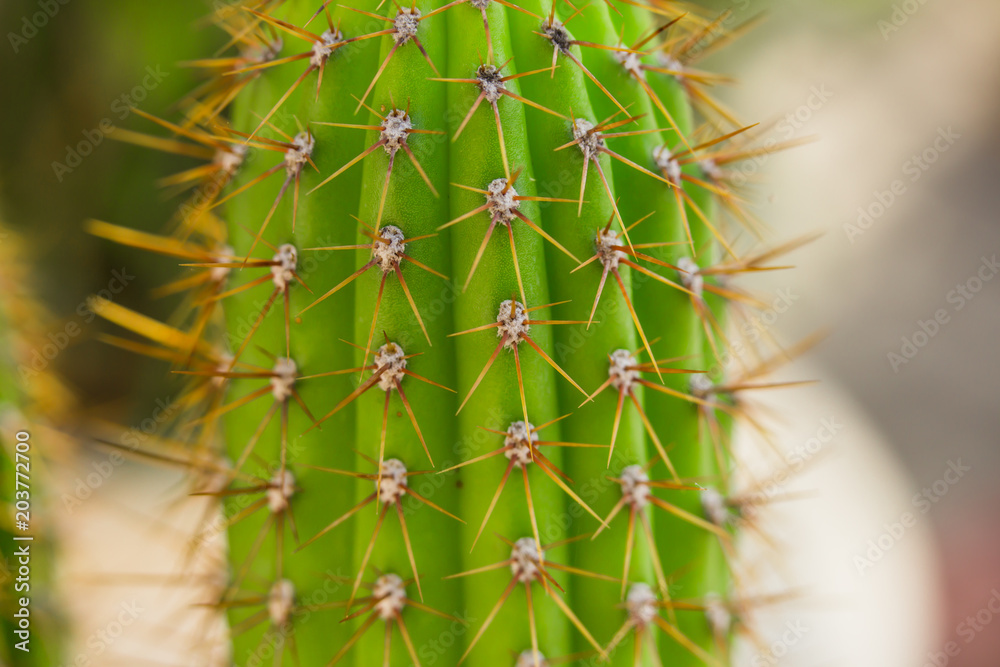 Green cacti in spring in nature, Israel. Macro shot. Green cacti in spring in nature, Israel. Macro shot.