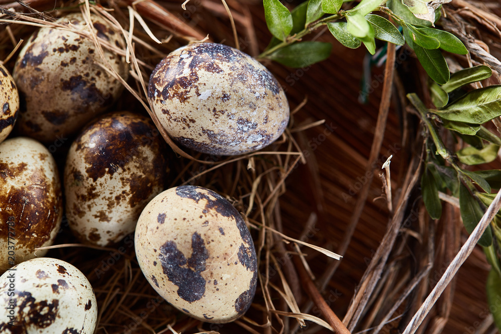 Obraz premium Willow nest with quail eggs on the dark wooden background, top view, close-up, selective focus