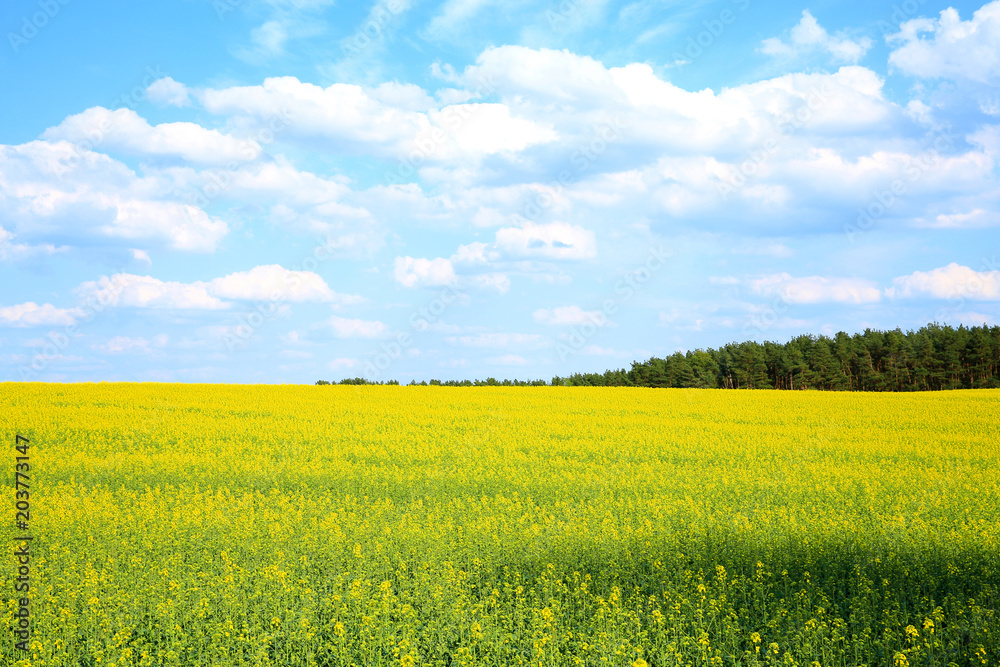 Obraz premium Rapeseed field in Mecklenburg-Vorpommern, Germany