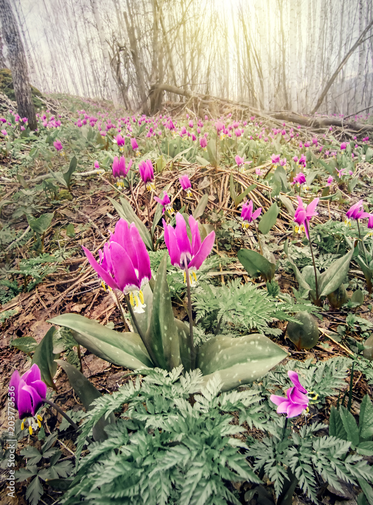 Spring forest landscape with first flowers, vertical background
