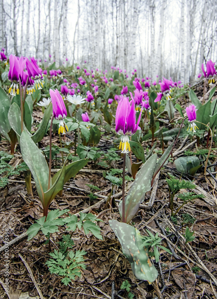 Spring forest landscape with first flowers, vertical background