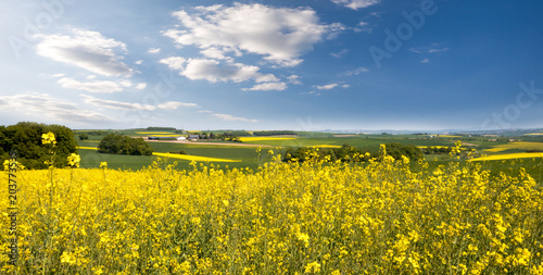 Farben des Frühlings: gelb und blau, Rapsfeld unter blauem Himmel :)