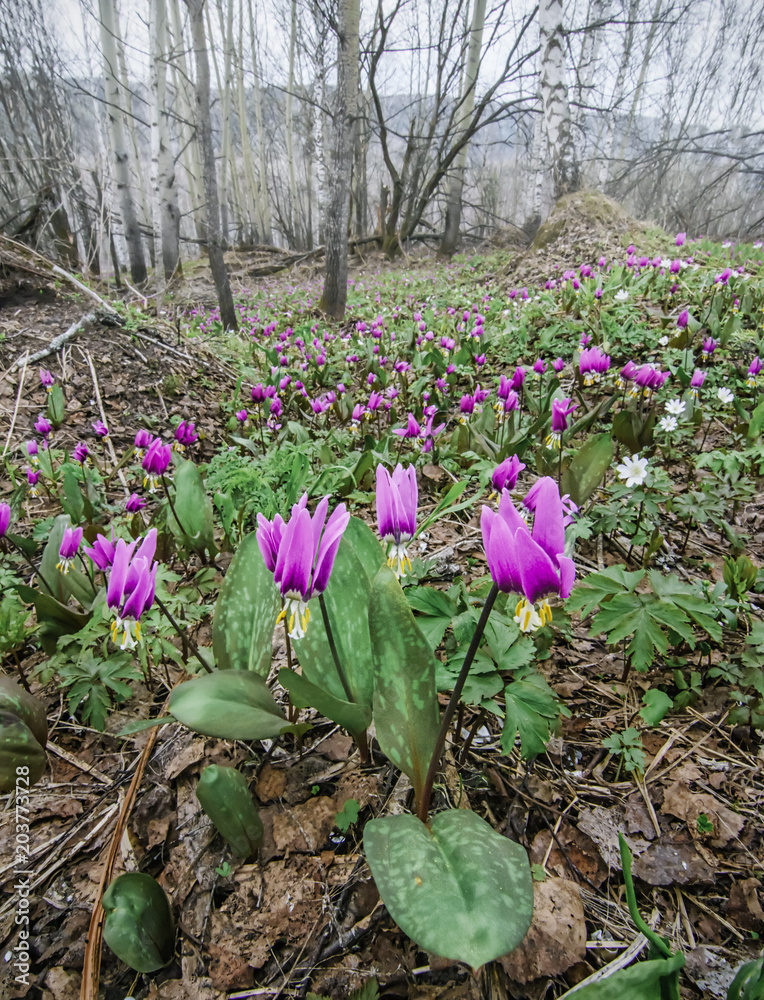 Spring forest landscape with first flowers, vertical background