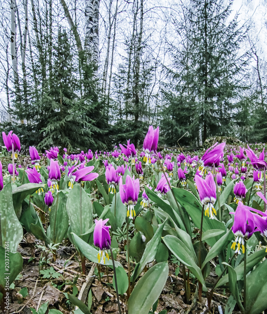 Spring forest landscape with first flowers, vertical background